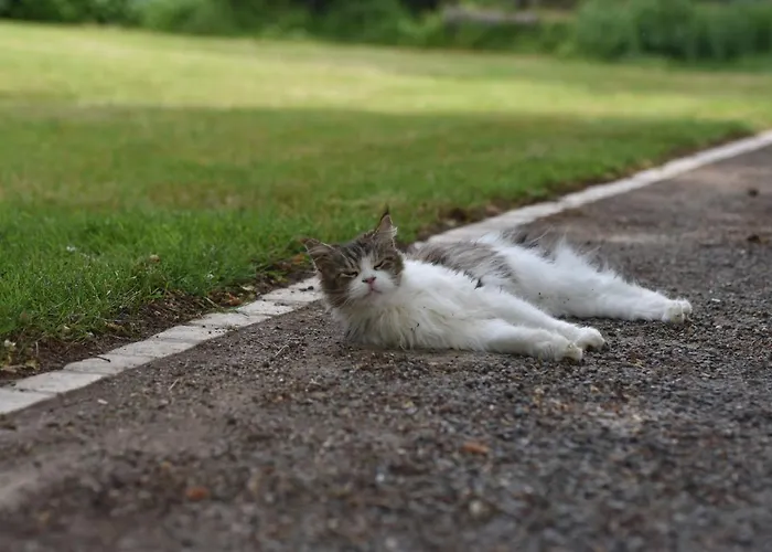 Un Jardin Et Trois Maisons Brux